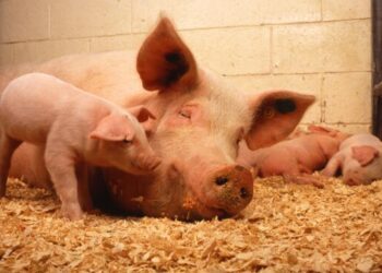 Should humanized pigs be infected with coronavirus?