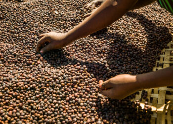 Do you care about the labor conditions under which the coffee in your chai latte is grown?