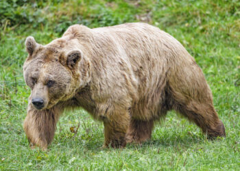 If you were a 500 pound bear, would you be afraid of people?