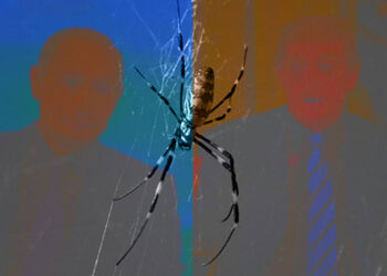 Who’s to blame for the huge Joro spider heading to New England?