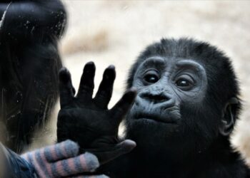 Do you think monkeys are concerned about catching the pox?