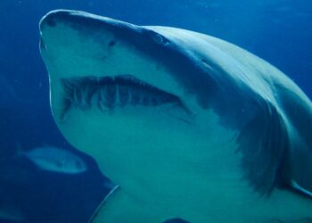 Scared White Supremacists will eat you alive in the water?