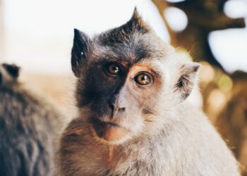 What should Monkeypox be renamed so as not to offend monkeys?