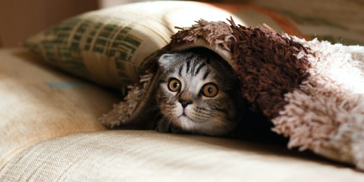 If you wanted to steal someone’s cat, wouldn’t you wear clothing?
