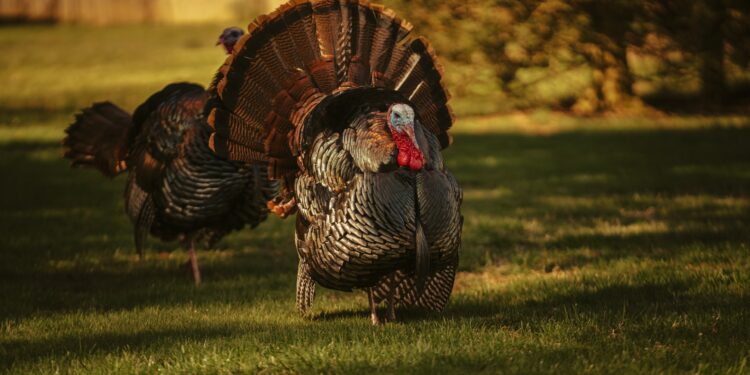 Has Biden’s Inflation Made Thanksgiving Too Expensive?